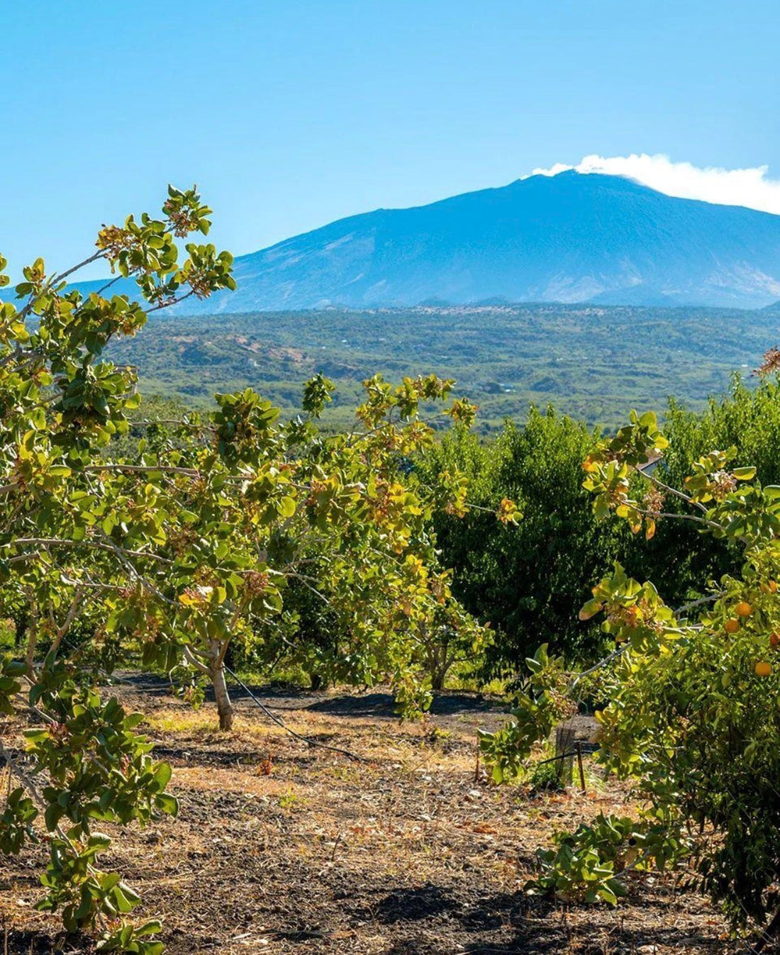 BRONTE PÅ SICILIA – DEN LILLE BYEN MED DE STORE TRADISJONENE